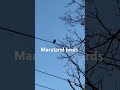 #maryland #birds #yt #shorts