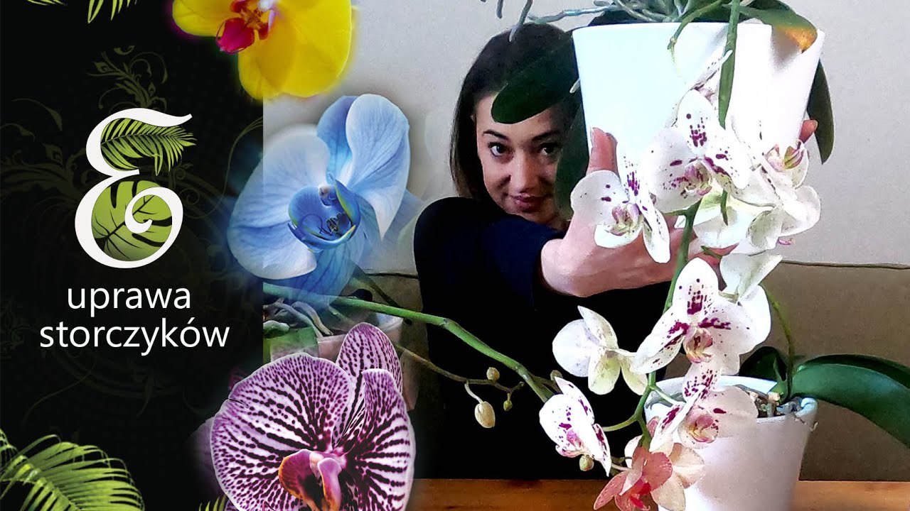 Storczyk, czyli Orchidea. Czego potrzebuje, jak o nią zadbać, żeby pięknie kwitła. Uprawa falenopsis