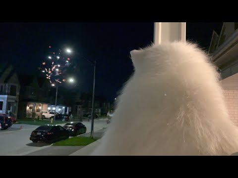 My <strong>dog</strong> was horrified by the sounds of fireworks at <strong>first</strong>.. but then..