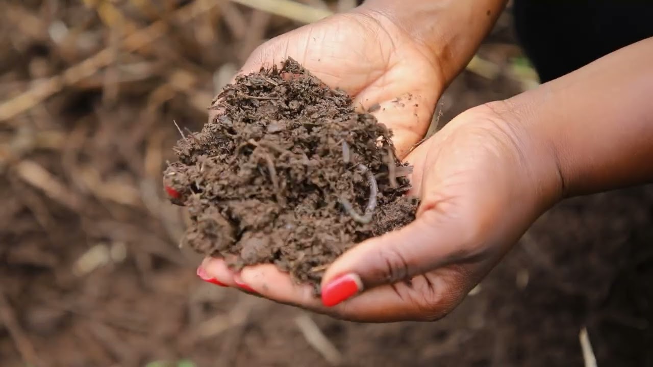 The Rauwolfia Vomitoria Project mp4