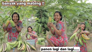 Harvest Again And Again Thank God