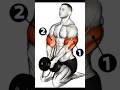 home workout biceps double dumbbell