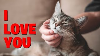 10 Ways To Tell Your Cat 'I Love You'-Communicate Your Love by All Cats 618 views 6 months ago 8 minutes, 32 seconds