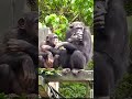 🥴沒得吃#funny  #Chimpanzee Daily|😆🤣Taipei zoo#黑猩猩 #chimpanzee  #animals