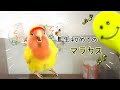 コザクラインコ初めてのマラカスおもちゃ