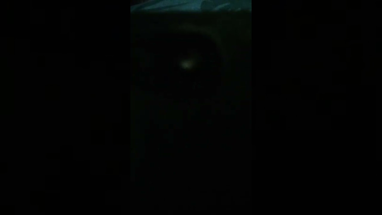 MI PEERO CHOCOLO EN ESPAÑOL E INGLÉS-