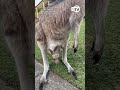 Chilled kangaroo makes himself at home on lawn