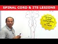 Spinal cord Injury & its Lesions - Neuroanatomy