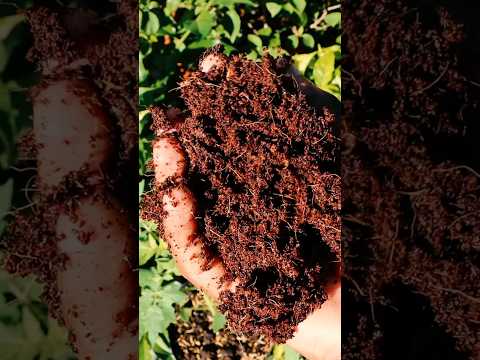 Video: Beneficios del mantillo de fibra de coco - Sugerencias para usos del mantillo de fibra de coco en el jardín