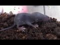 これはジャコウネズミでしょうか?