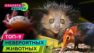 Топ-9 невероятных, редких животных, о которых вы никогда не слышали Топ-9 невероятных, редких животных, о которых вы никогда не слышали
