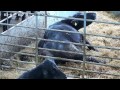 Cow calving at SRUC Kirkton