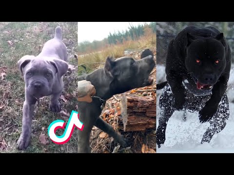 Cane Corsos are Badass and Cute - Tiktok Compilation! | 2