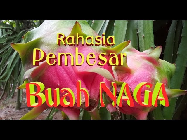 Racikan pembesar Buah yang benar dan aman class=