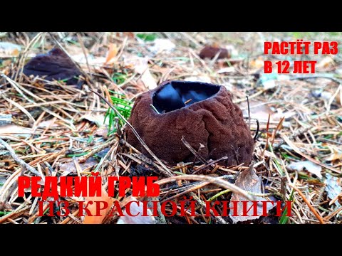САРКОСОМА Шаровидная.Молодильный гриб!Редкий гриб из Красной Книги!(Sarcosoma glob)