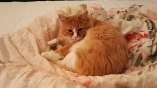 CatUnlim - обманка для перезаправки картриджа кошачьего туалета CatGenie CatUnlim - обманка для перезаправки картриджа кошачьего туалета CatGenie