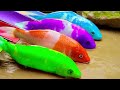 Rainbow formation fish nangingitlog ang makukulay na isda