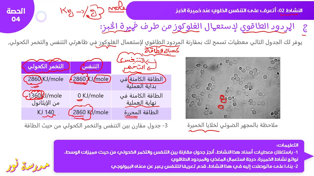 المقارنة بين التنفس الهوائي والتخمر الكحولي عند فطر الخميرة علوم طبيعية سنة 04 متوسط