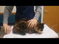 How to Give Subcutaneous Fluids to Your Cat