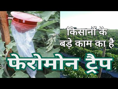 वीडियो: नर फेरोमोन की गंध कैसी होती है?