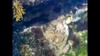 ESMORIS PESCA UN PULPO GRANDE