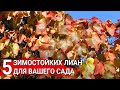 5 зимостойких лиан для вашего сада