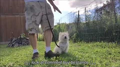 Pinch or Prong Collar Info for Small Dogs