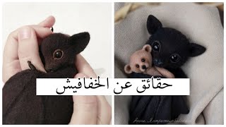 حقائق عن الخفافيش | facts about bats ?.