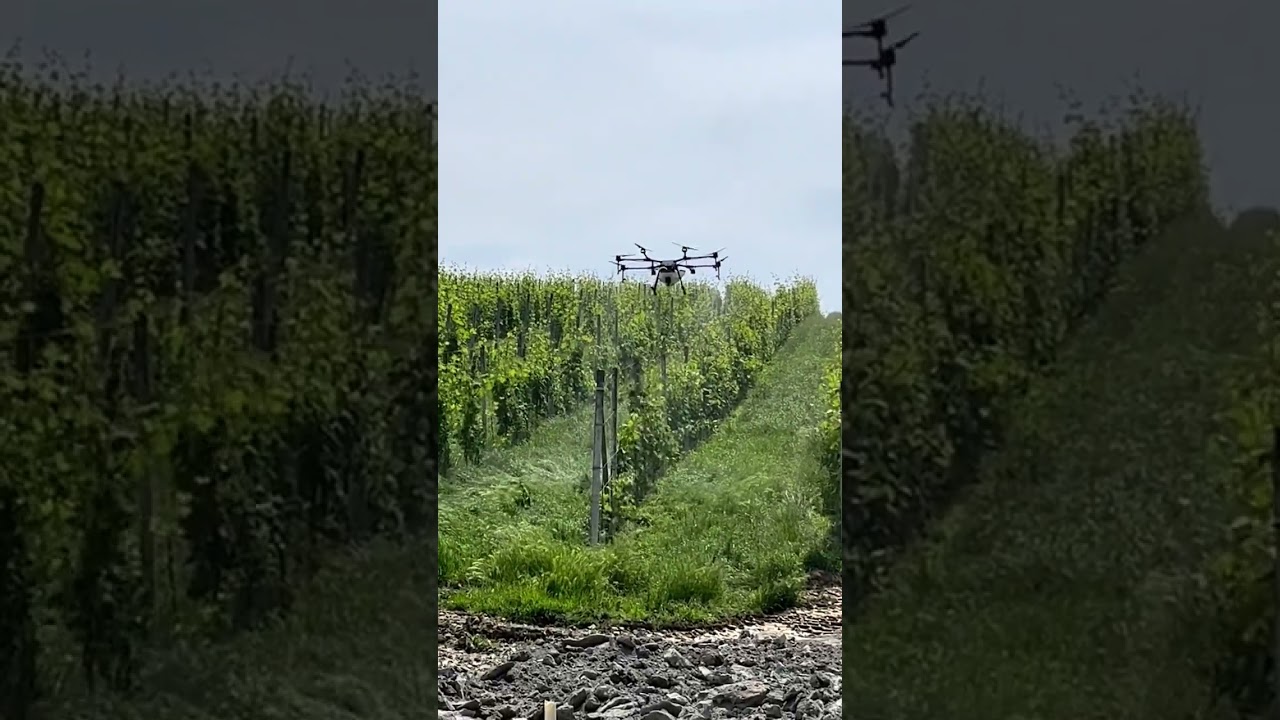Drone Vineyard Spraying 🛸🍇