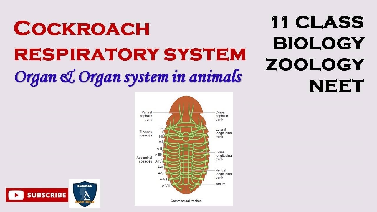 Respiratory And Excretory System Of Cockroach 860x430