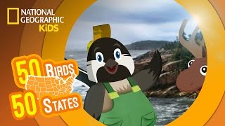 Maine  Feat. Rapper MC Dee the Blackcapped Chickadee | 50 Birds, 50 States