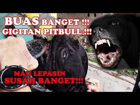 Video: Cara Melepaskan Anjing