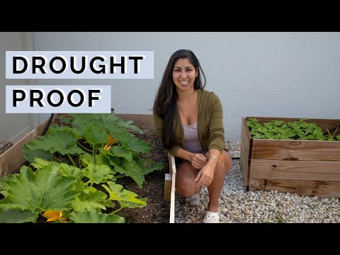 The BEST Drought Tolerant Vegetables | Drought Gardening Tips