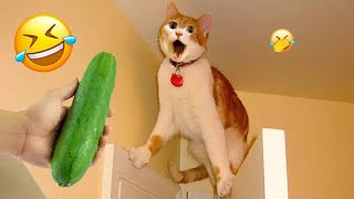 Try Not To Laugh 🐶😻Funniest Cats and Dogs 2024 😎