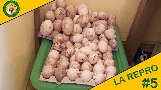 LA REPRODUCTION | EPISODE 5 | MISE EN INCUBATION D'UNE ENORME TOURNÉE