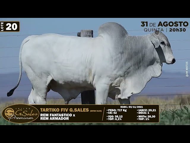 LOTE 20   MFBN 9105