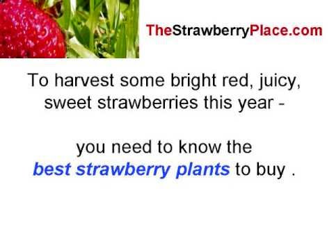 Strawberry Plants for Sale -Your Home Garden Shopping Guide for Strawberry Plants