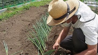 長ネギの植えかえ