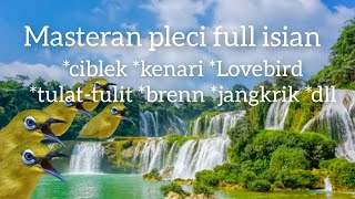 Download Mp3 masteran pleci full isian mewah Gudang lagu Download Mp3 masteran pleci full isian mewah