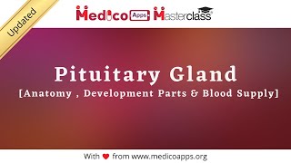 Pituitary [Anatomy, Development , Blood supply and hormone production]
