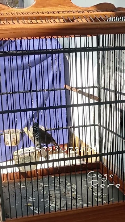 Tepus Tunggir Merah ngerolll #kicaumania #burung #burungkicau #Tepus #tepustunggirmerah