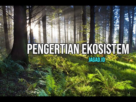 Video: Siapa yang mengatur ekosistem?