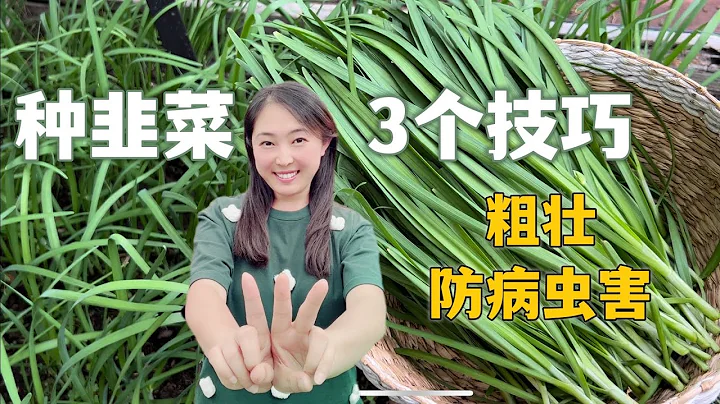 【種植69】 韭菜種植的3個技巧，讓韭菜長得又粗又長，沒有病蟲害 - 天天要聞