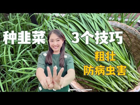 【种植69】 韭菜种植的3个技巧，让韭菜长得又粗又长，没有病虫害