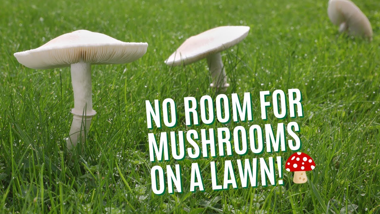 How to Deal with Annoying Lawn Mushrooms