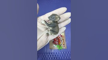 zoo animal || animal toy #zoo #animal #kidsfuntoys #short