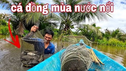 Nước lũ dân cao - cá nhiều kinh khủng - vũ heo