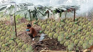 Download Lagu Hujan mencekam-menganyam daun salak menjadi atap-panen durian MP3