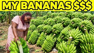 How Much MONEY My Small Banana Farm Pays Me?