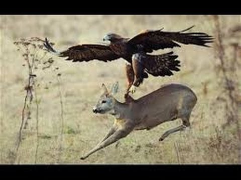 A Eagle Kills A Deer Predators Vs Prey Worlds Weirdest